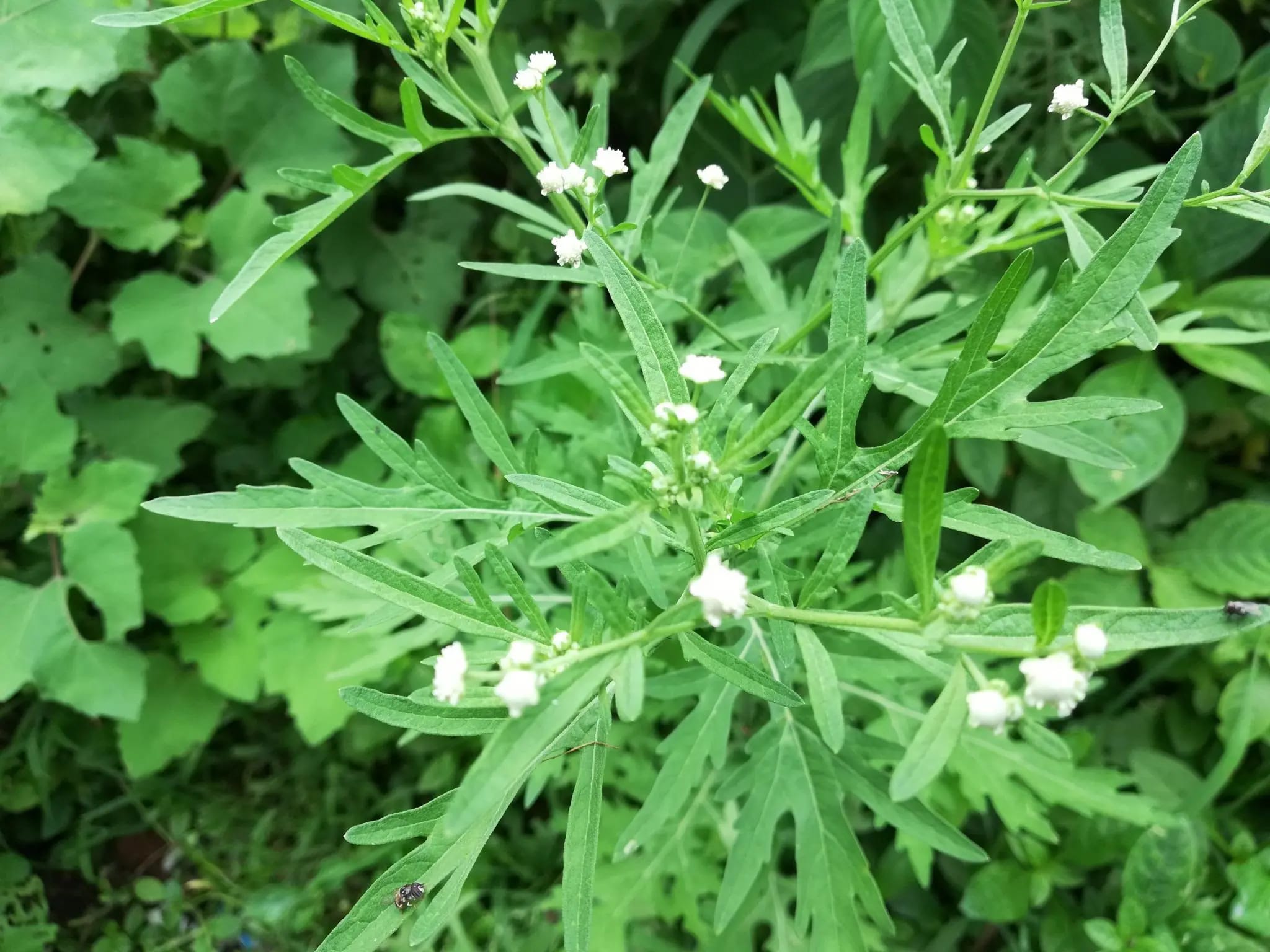 পার্থেনিয়ামের দখলে যাচ্ছে ফসলি মাঠ